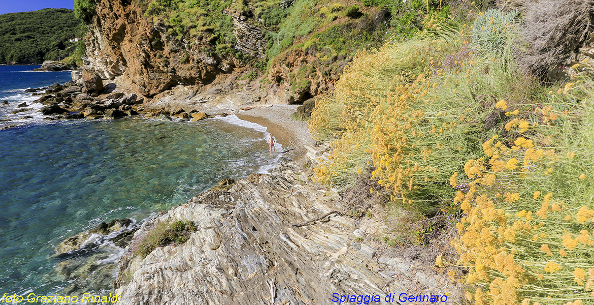 Spiagge isola d'Elba_Gennaro_Rio Marina_elicriso fiorito su scogliera