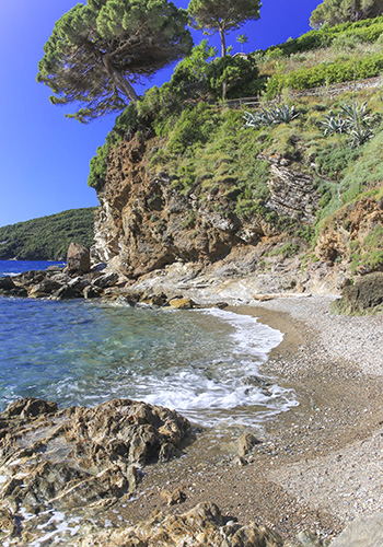 Spiagge isola d'Elba_Gennaro_Rio Marina_pino sulla scogliera in verticale