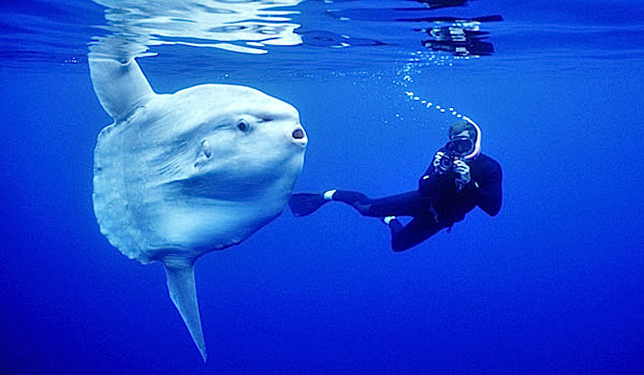 Grande pesce in mare incontri