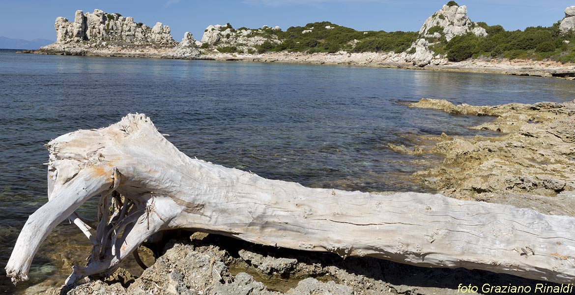 Marina di Campo Isola di Pianosa_tronco al porto romano