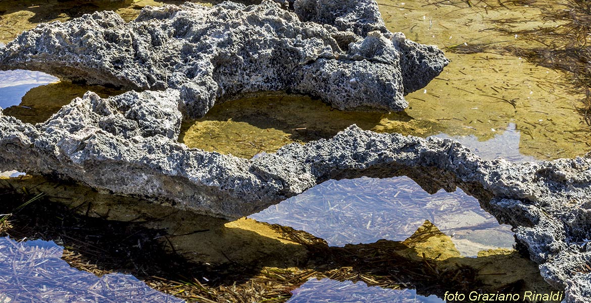 Marina di Campo Isola di Pianosa_particolari pozze di scogliera