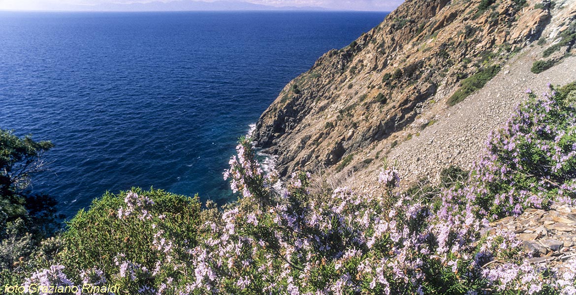 isola d'Elba macchia mediterranea rosmarino su scogliera punta nera
