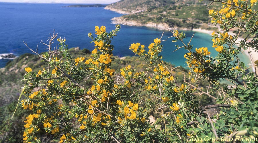 isola d'Elba macchia mediterranea calicotome spinosa su spiaggia di cavoli