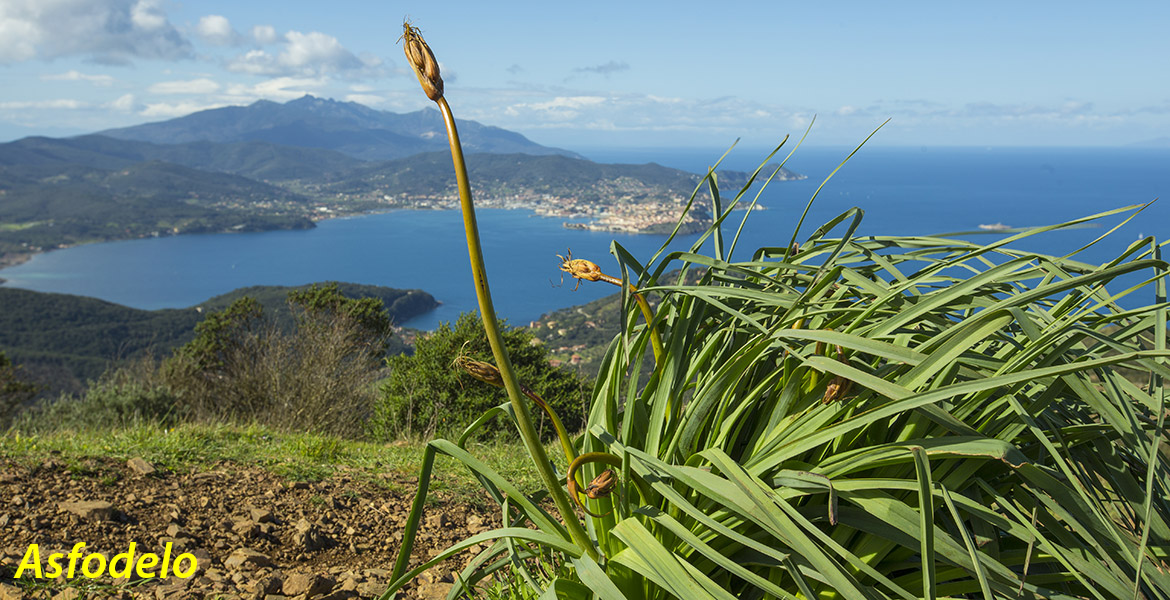 Giardino d'inverno all'isola d'Elba_asfodelo nel golfo di Portoferraio