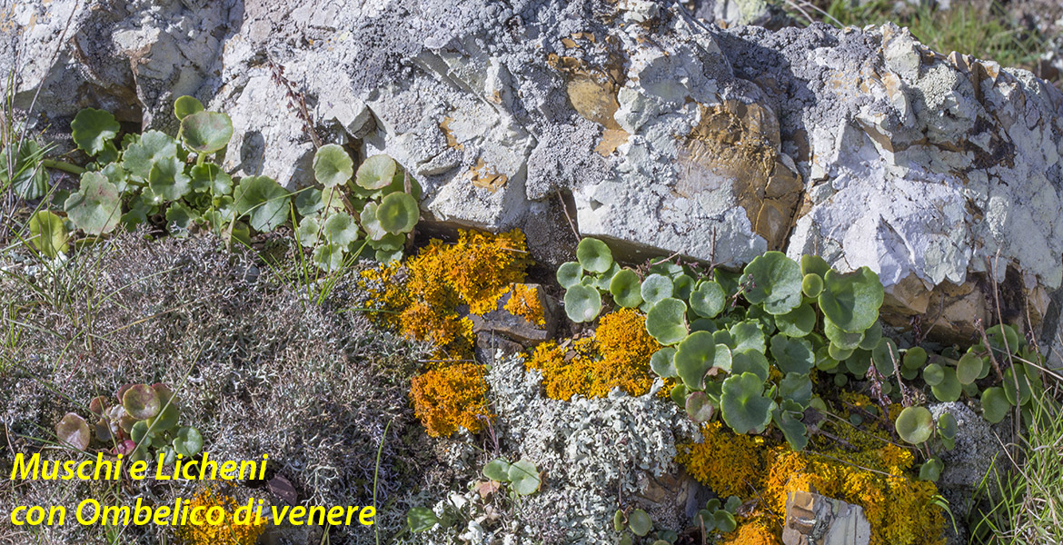 Giardino d'inverno all'isola d'Elba_muschi e licheni con ombelico di venere
