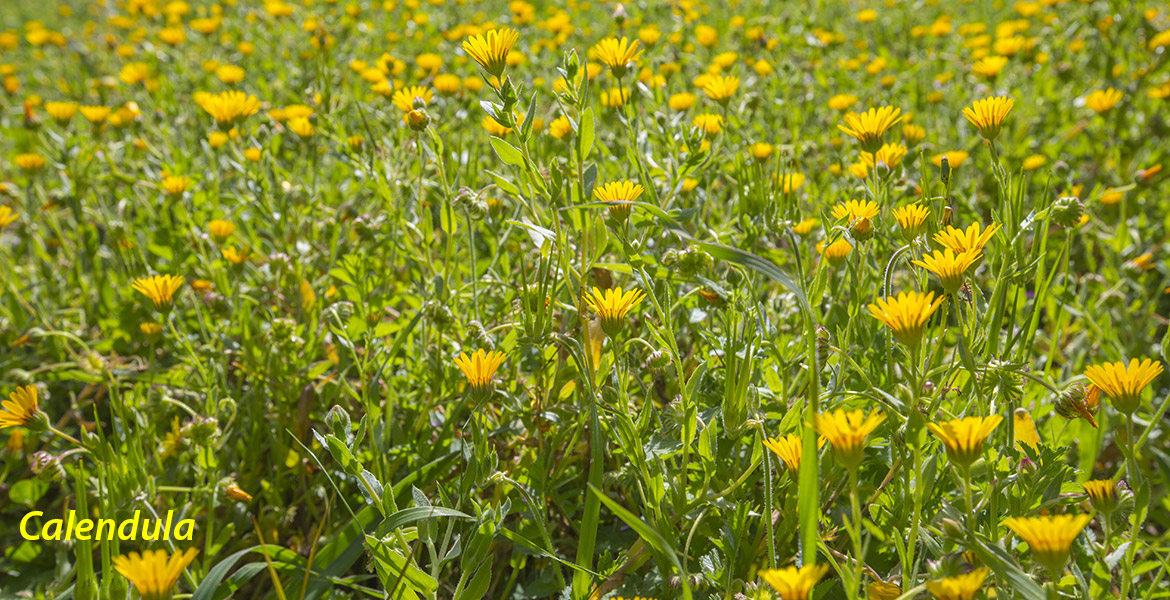 Giardino d'inverno all'isola d'Elba_campo di calendula in fiore