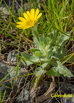 calendula fiore solitario isola d'elba