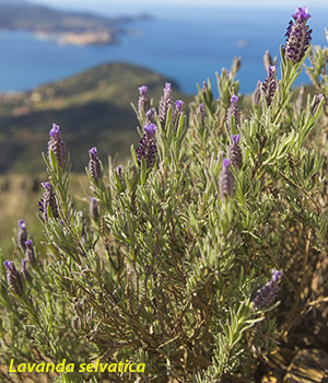 lavanda selvatica all'isola d'elba