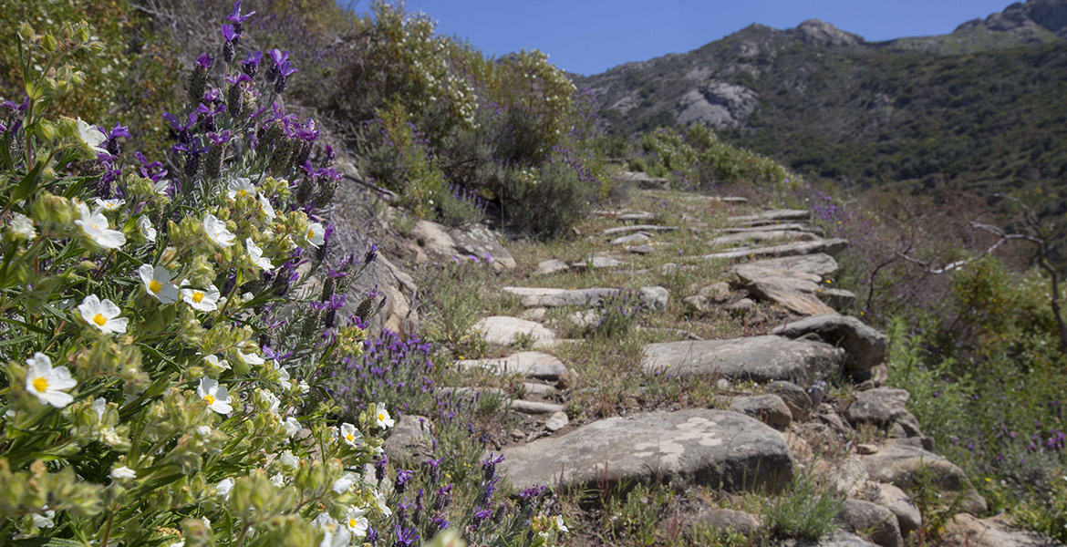 escursioni isola d'Elba_valle gneccarina_Chiessi_sentiero con lavanda