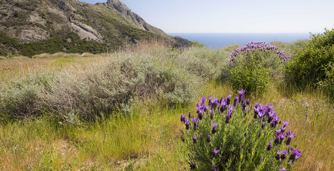 escursioni isola d'Elba_valle gneccarina_Chiessi_lavanda sul mare