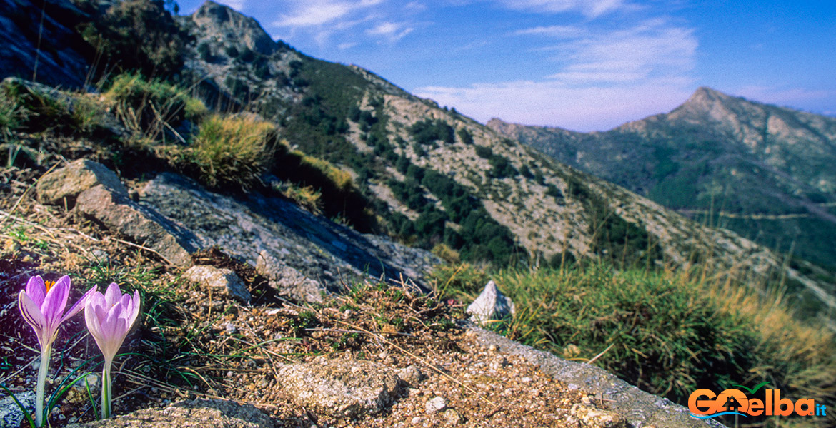 Isola_Elba_monte_Capanne_crocus