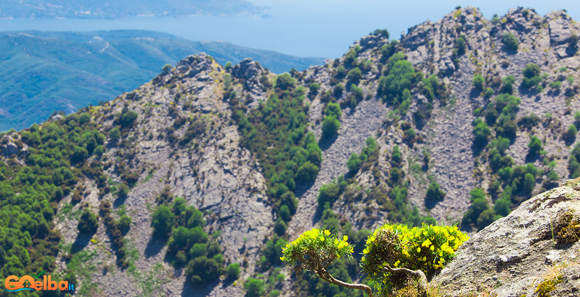 Isola_Elba_monte_Capanne_ginestra