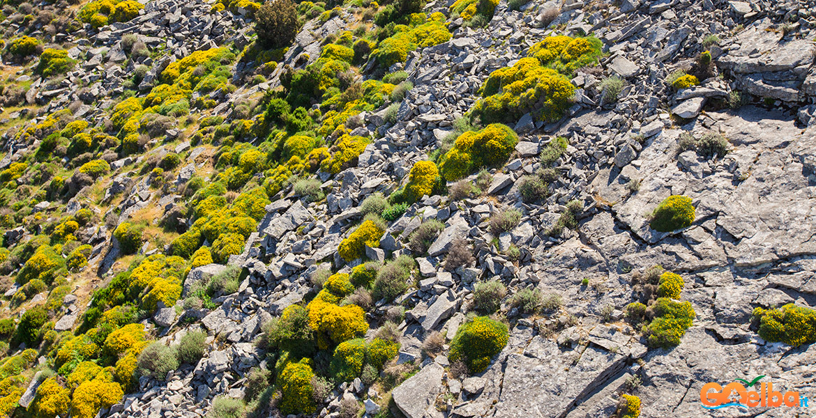 Isola_Elba_monte_Capanne_cuscini_ginestra