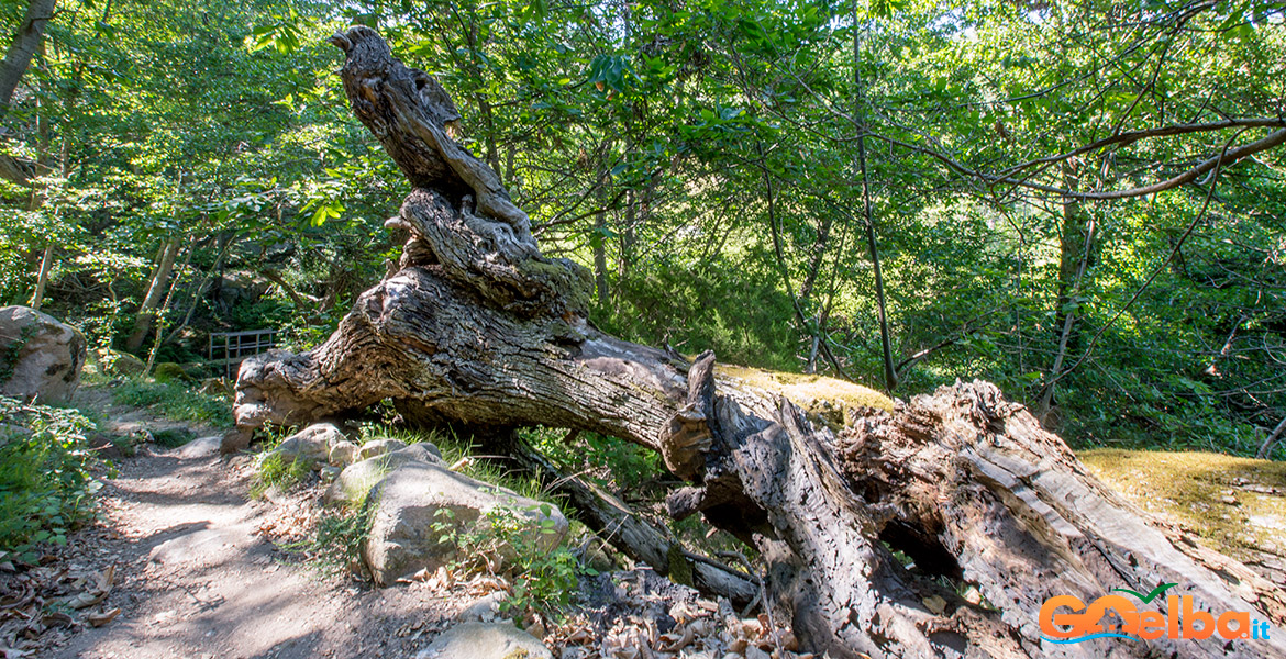 Isola_Elba_monte_Capanne_tronco_castagno