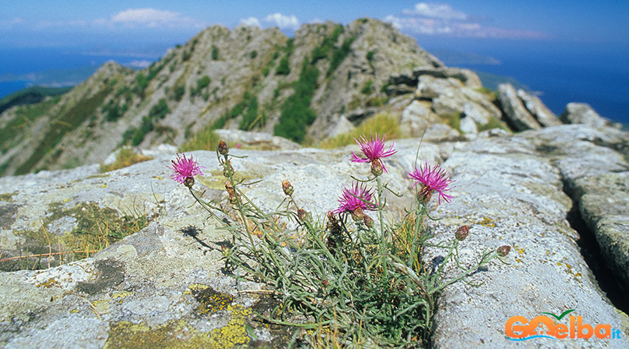 Isola_Elba_monte_Capanne_fiordaliso_capanne