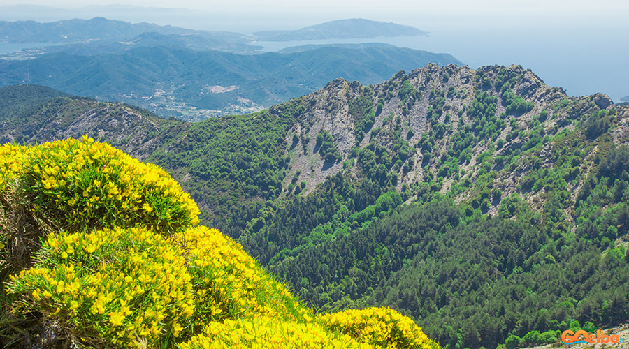 Isola_Elba_monte_Capanne_ginestra_in_fiore