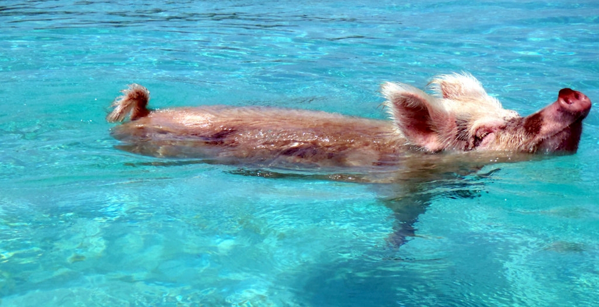 spiagge per cani all'isola d'Elba