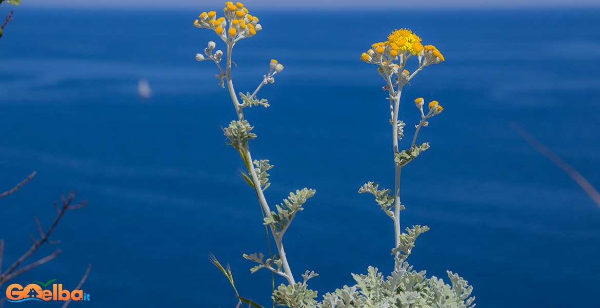 cineraria elba