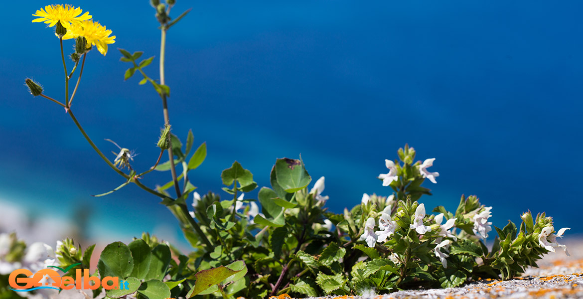 fiori isola d'elba