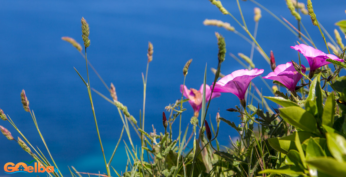 elba convolvoli a portoferraio