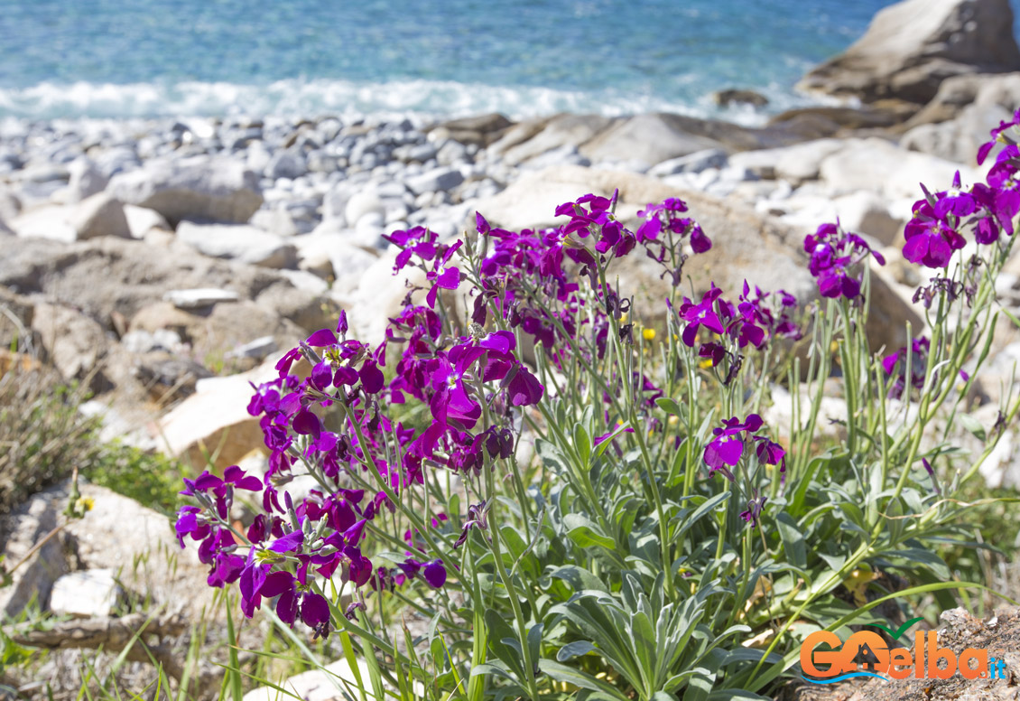 spiaggia di Seccheto isola elba