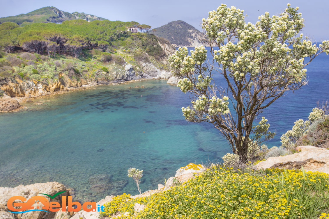 isola d'elba spiaggia di acquaviva