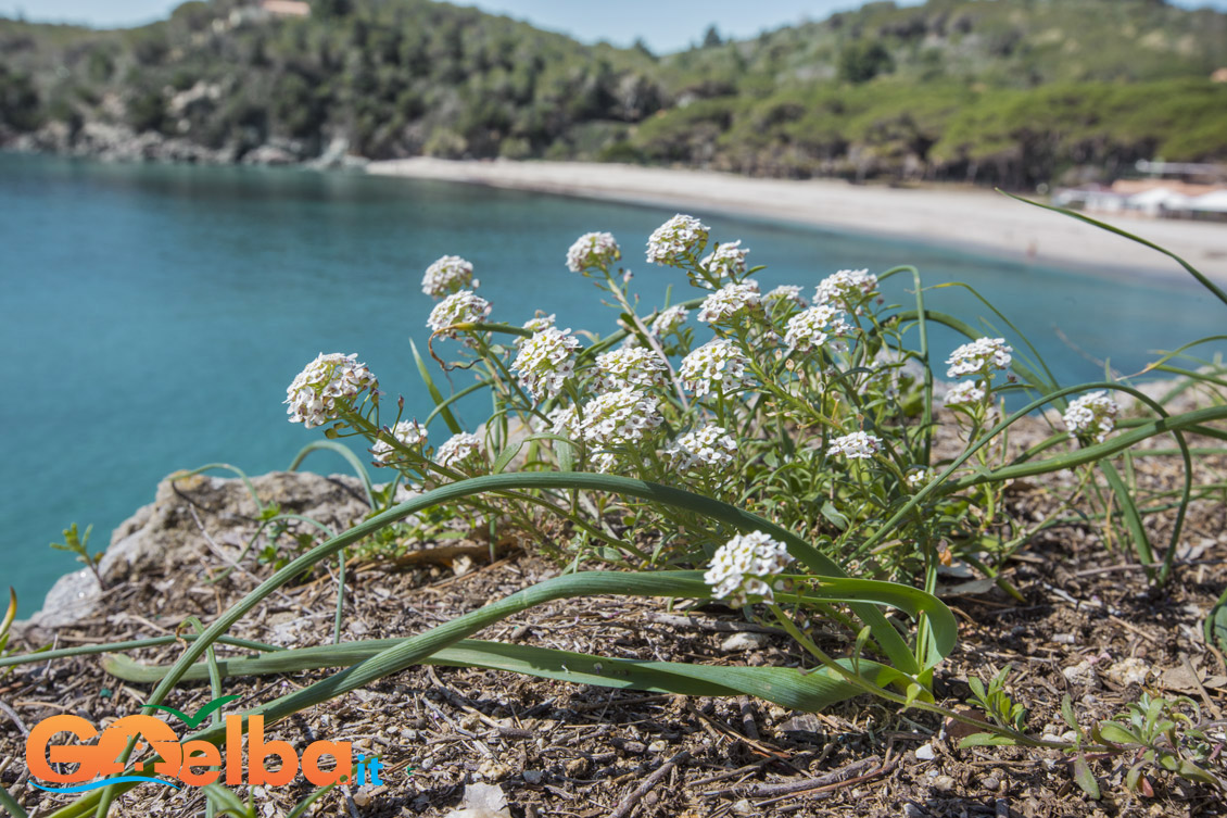 elba fiori sul mare spiaggia di Fetovaia