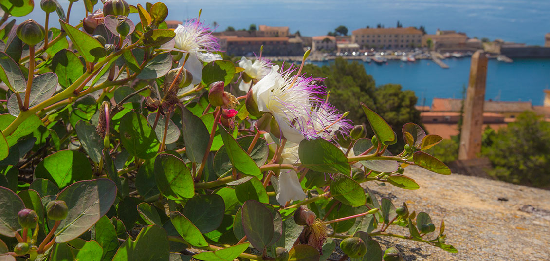 isola d'elba portoferraio fortezze